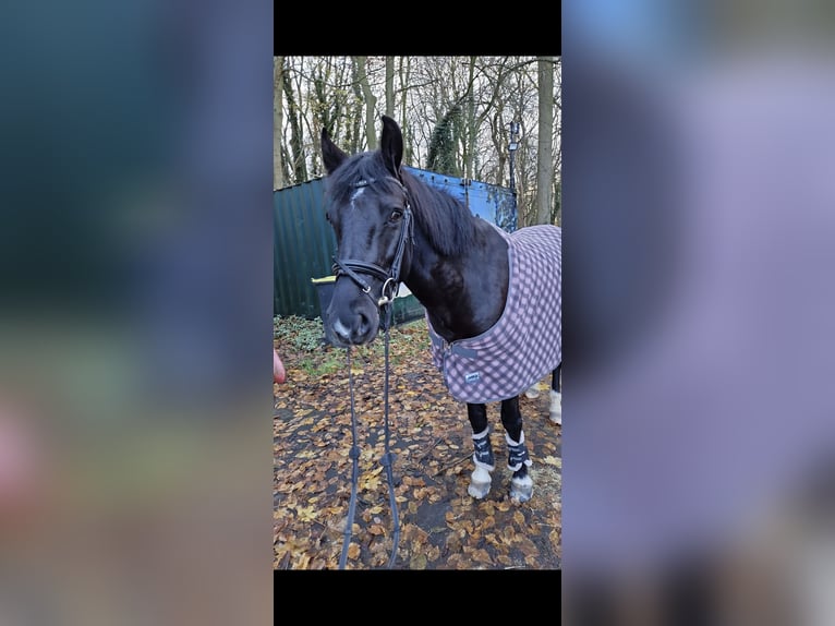 New Forest Pony Merrie 8 Jaar 146 cm Zwart in Wilhelmshaven