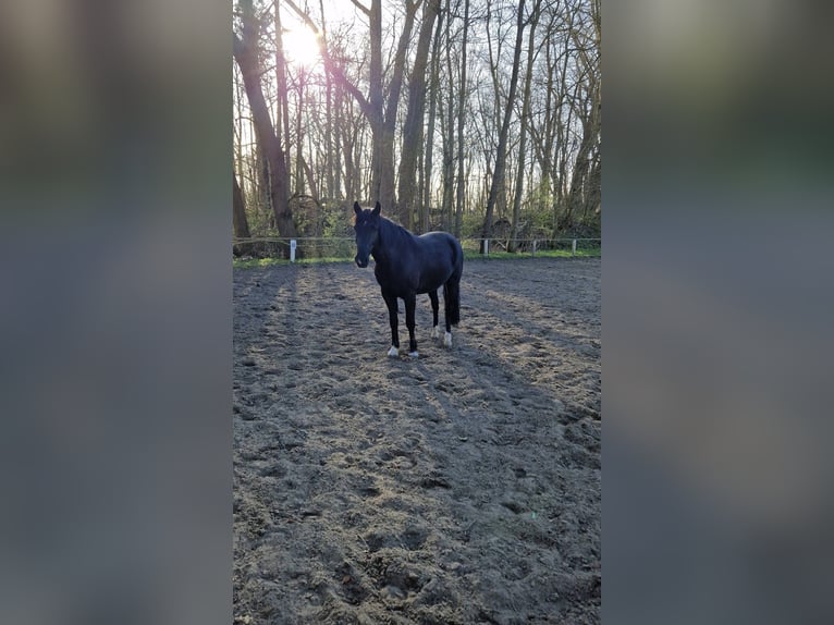 New Forest Pony Merrie 8 Jaar 146 cm Zwart in Wilhelmshaven