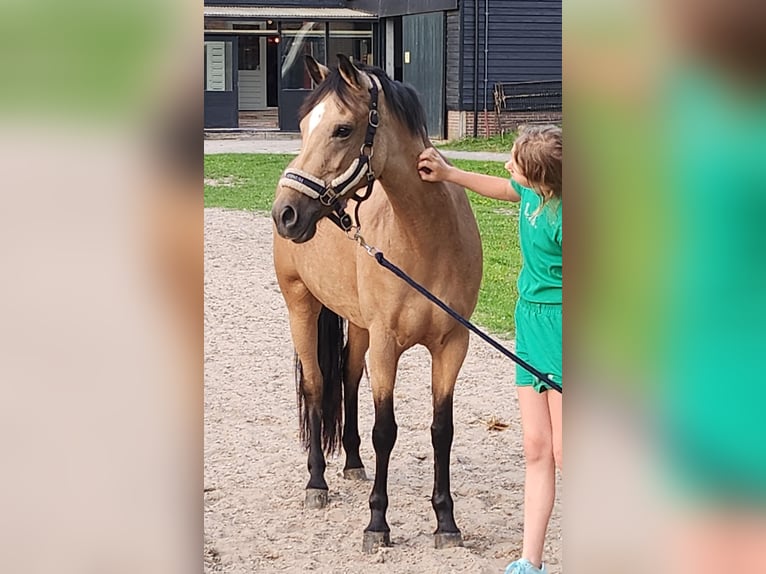 New Forest Pony Merrie 9 Jaar 144 cm Buckskin in Zwanenburg