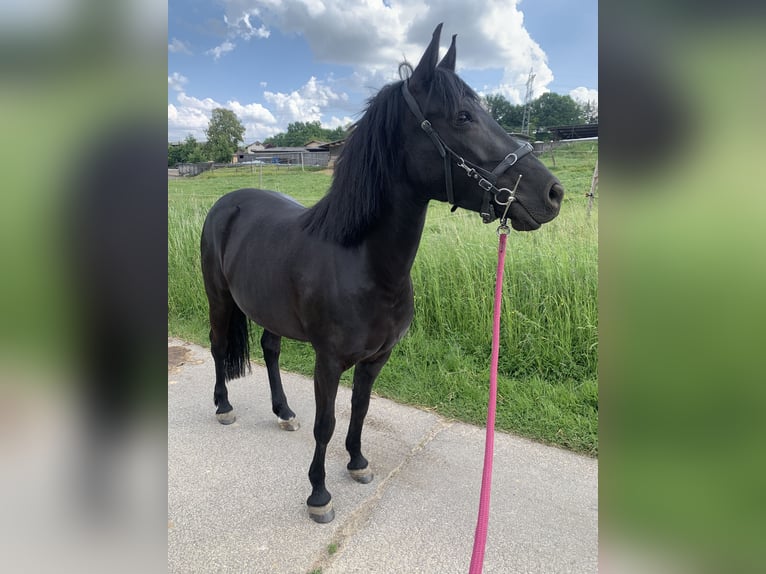 New Forest Pony Merrie 9 Jaar 145 cm Zwart in Roigheim