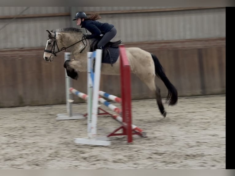 New Forest Pony Merrie 9 Jaar 146 cm Falbe in Zieuwent