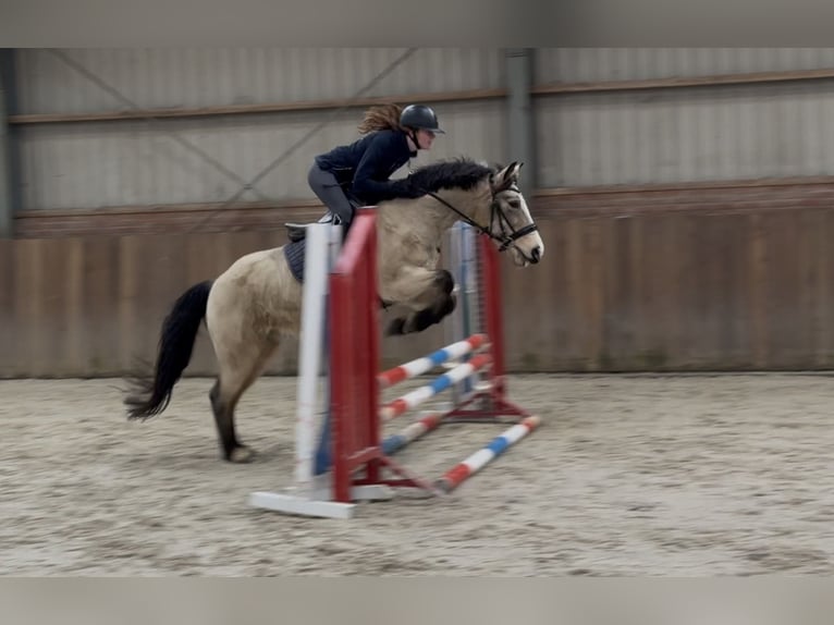 New Forest Pony Merrie 9 Jaar 146 cm Falbe in Zieuwent