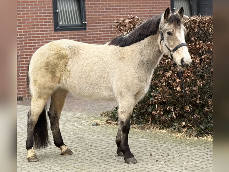 New Forest Pony Merrie 9 Jaar 146 cm Falbe in Zieuwent