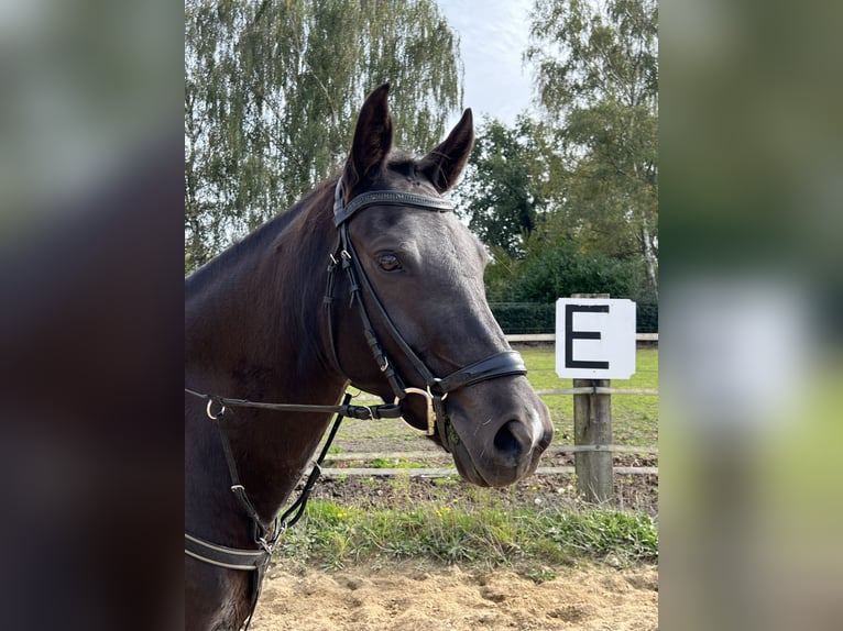 New Forest Pony Merrie 9 Jaar 148 cm Zwartbruin in Kaulille
