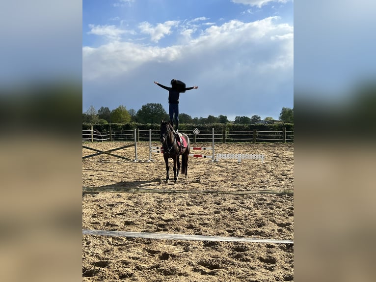 New Forest Pony Merrie 9 Jaar 148 cm Zwartbruin in Kaulille
