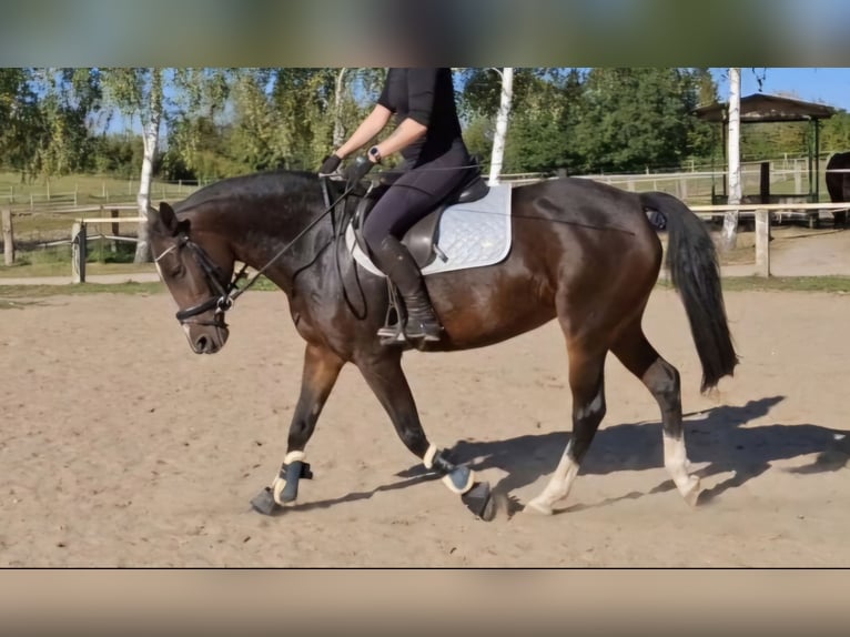 New Forest Pony Merrie 9 Jaar 152 cm Bruin in Zülow