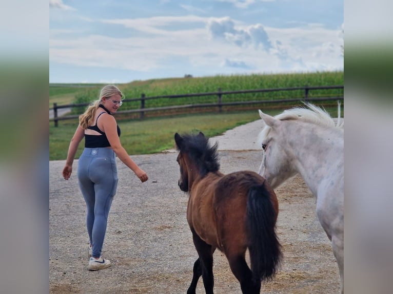 New Forest Pony Mix Merrie veulen (04/2024) 147 cm in Linz