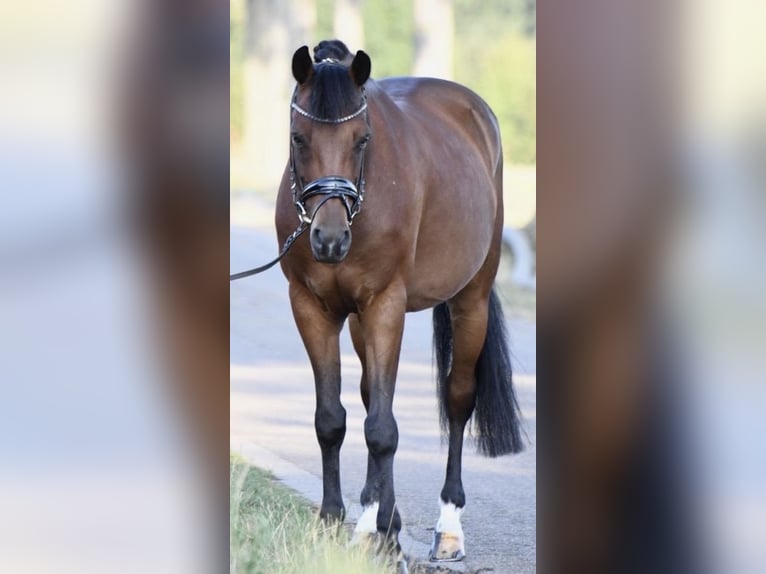 New Forest Pony Ruin 10 Jaar 145 cm Bruin in Selm