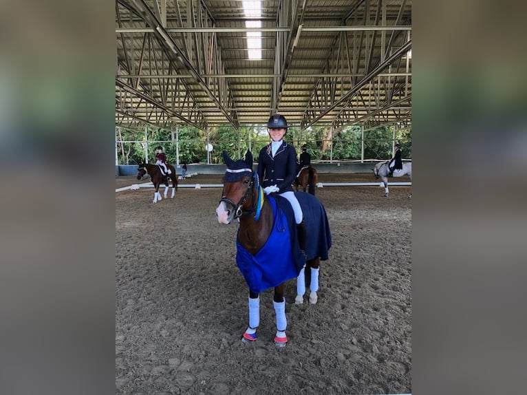 New Forest Pony Ruin 10 Jaar 148 cm Bruin in Coevorden