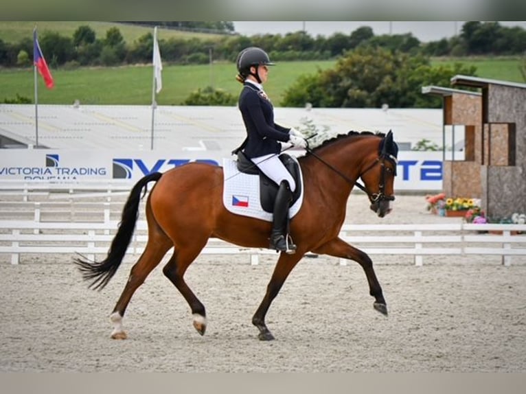 New Forest Pony Ruin 10 Jaar 148 cm Bruin in Coevorden