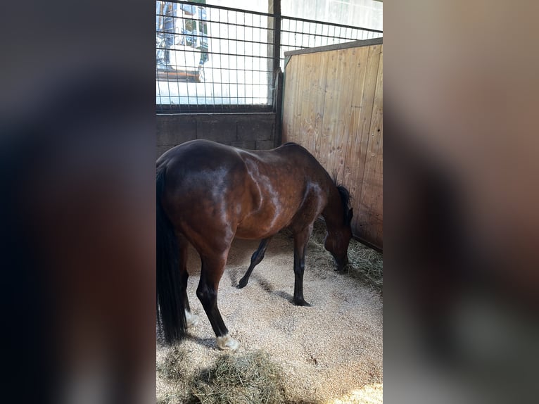 New Forest Pony Ruin 11 Jaar 145 cm Donkerbruin in VeringenstadtVeringenstadt