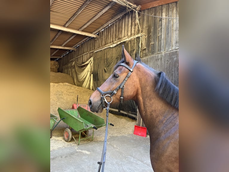 New Forest Pony Ruin 11 Jaar 145 cm Donkerbruin in VeringenstadtVeringenstadt