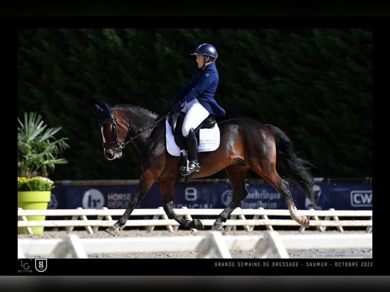 New Forest Pony Ruin 11 Jaar 146 cm Bruin in Kersaint Plabennec