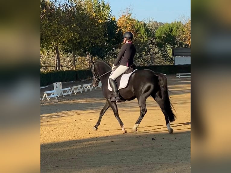 New Forest Pony Ruin 11 Jaar 146 cm Donkerbruin in Els Poblets