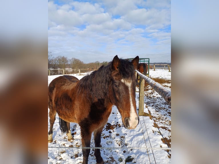 New Forest Pony Ruin 11 Jaar 146 cm Donkerbruin in Toppenstedt