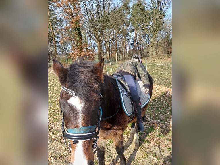 New Forest Pony Ruin 11 Jaar 146 cm Donkerbruin in Toppenstedt