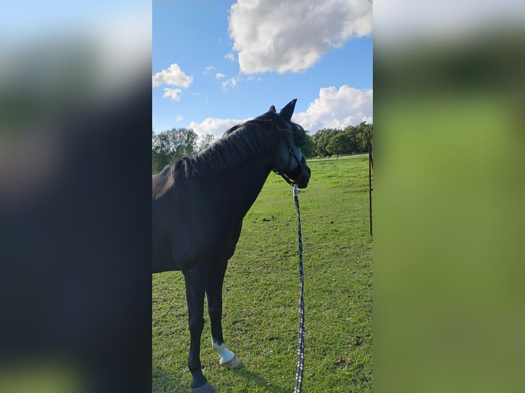 New Forest Pony Ruin 12 Jaar 145 cm Donkerbruin in Werneuchen