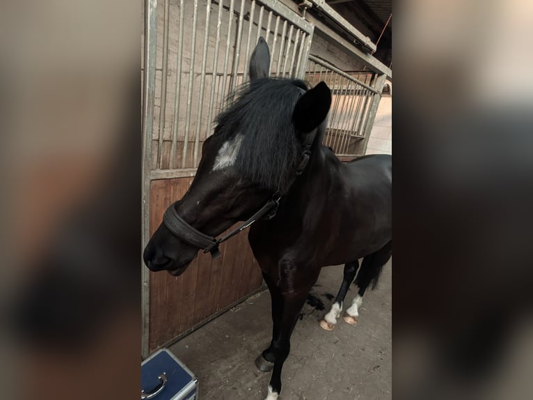 New Forest Pony Ruin 12 Jaar 145 cm Donkerbruin in Werneuchen