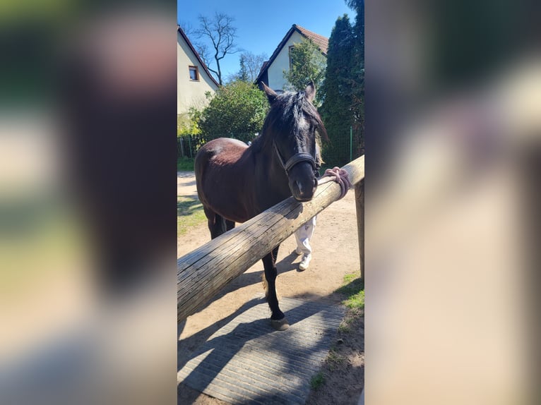 New Forest Pony Ruin 12 Jaar 145 cm Donkerbruin in Werneuchen