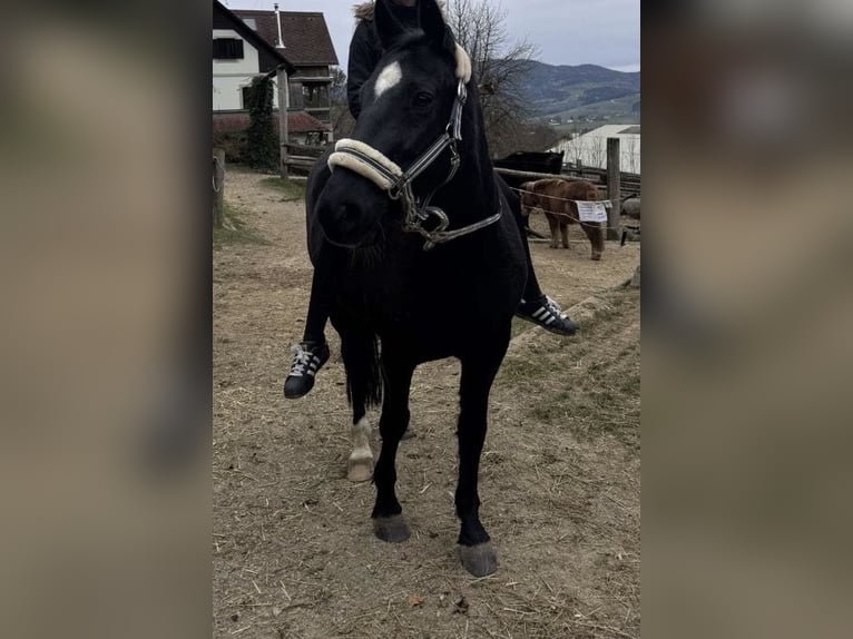 New Forest Pony Ruin 12 Jaar 145 cm Zwart in Passail