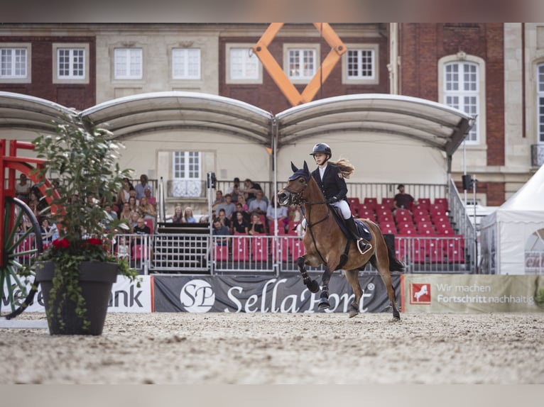 New Forest Pony Ruin 12 Jaar 148 cm Bruin in Straelen