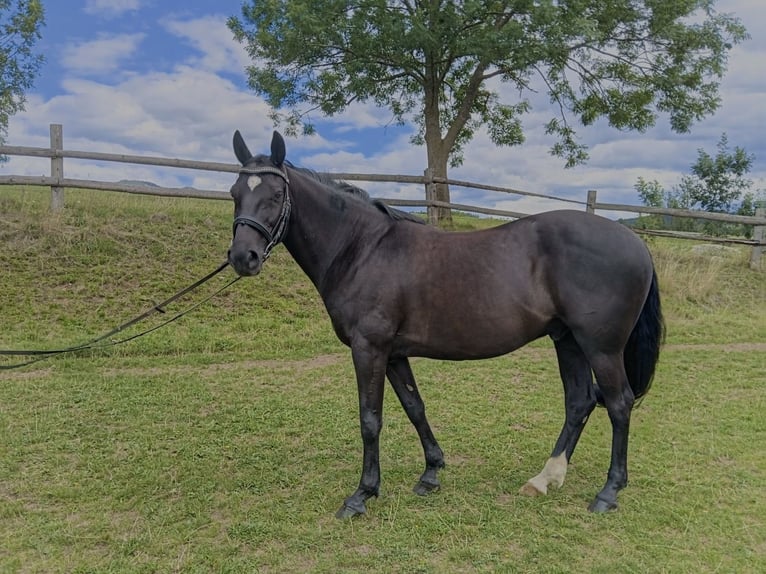 New Forest Pony Ruin 13 Jaar 145 cm Zwart in Teichalm
