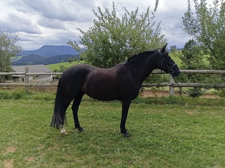New Forest Pony Ruin 13 Jaar 145 cm Zwart in Teichalm