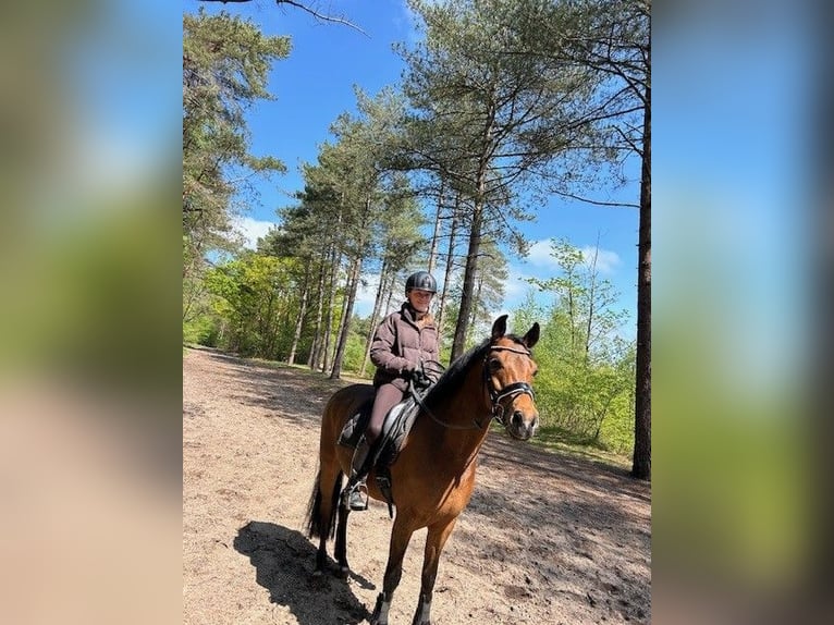 New Forest Pony Ruin 13 Jaar 147 cm Bruin in Utrecht