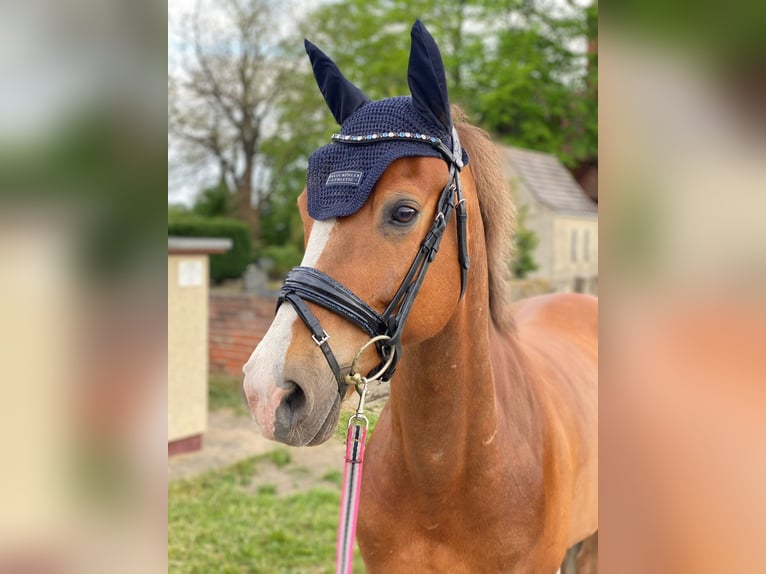 New Forest Pony Ruin 13 Jaar 147 cm Vos in Bonitz