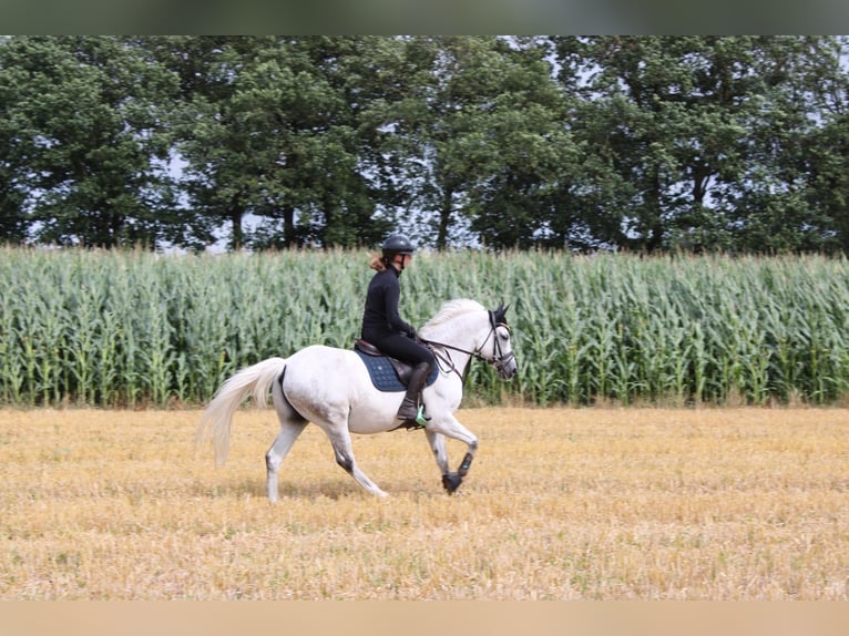 New Forest Pony Ruin 14 Jaar 142 cm Vliegenschimmel in Lastrup