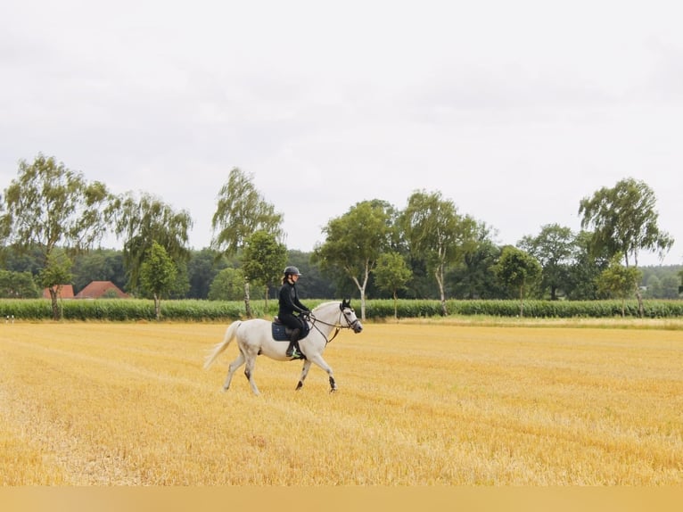 New Forest Pony Ruin 14 Jaar 142 cm Vliegenschimmel in Lastrup