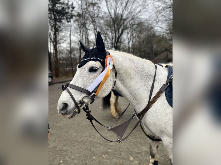 New Forest Pony Ruin 14 Jaar 142 cm Vliegenschimmel in Essen (Oldenburg)