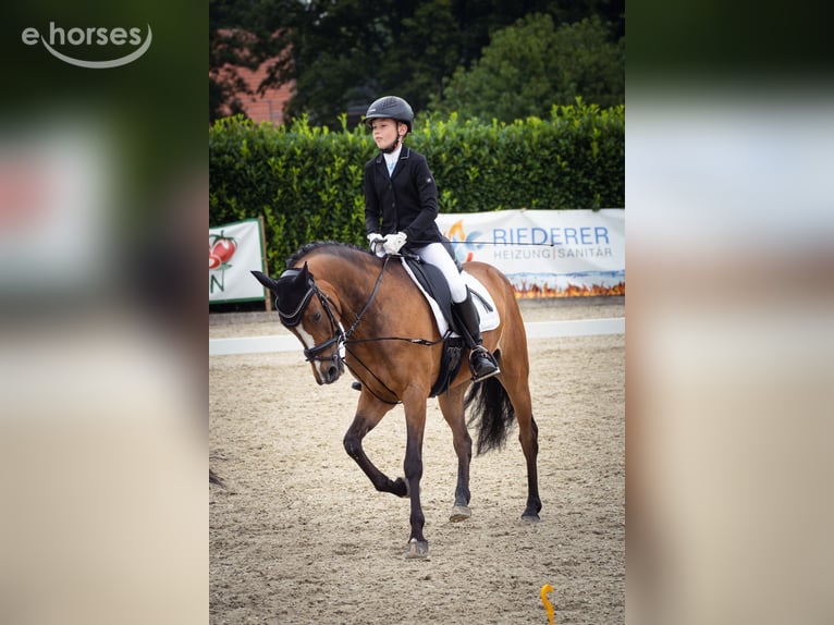 New Forest Pony Ruin 14 Jaar 146 cm Bruin in Coesfeld
