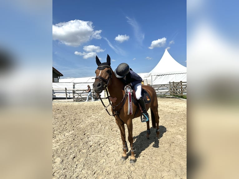 New Forest Pony Ruin 14 Jaar 147 cm Vos in Dorsten