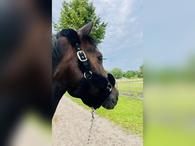 New Forest Pony Ruin 15 Jaar 146 cm Donkerbruin in Hamburg