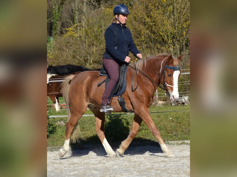 New Forest Pony Ruin 15 Jaar 146 cm Vos in Altenmarkt