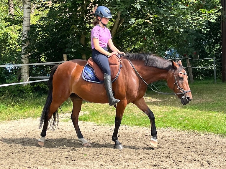 New Forest Pony Ruin 15 Jaar 148 cm Bruin in Idstedt