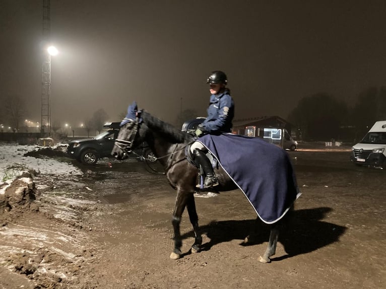 New Forest Pony Ruin 15 Jaar 148 cm Zwart in Heverlee