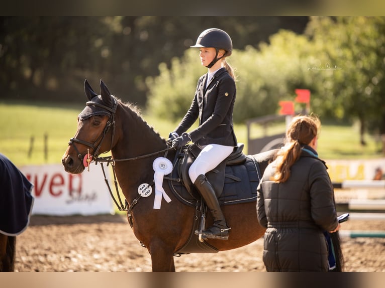New Forest Pony Ruin 16 Jaar 145 cm Bruin in Willich