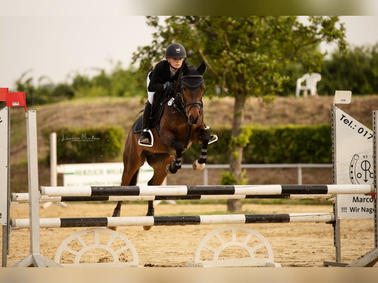 New Forest Pony Ruin 16 Jaar 145 cm Bruin in Willich