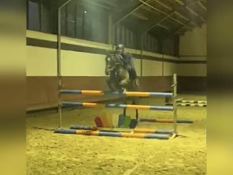 New Forest Pony Ruin 16 Jaar 145 cm Bruin in Willich