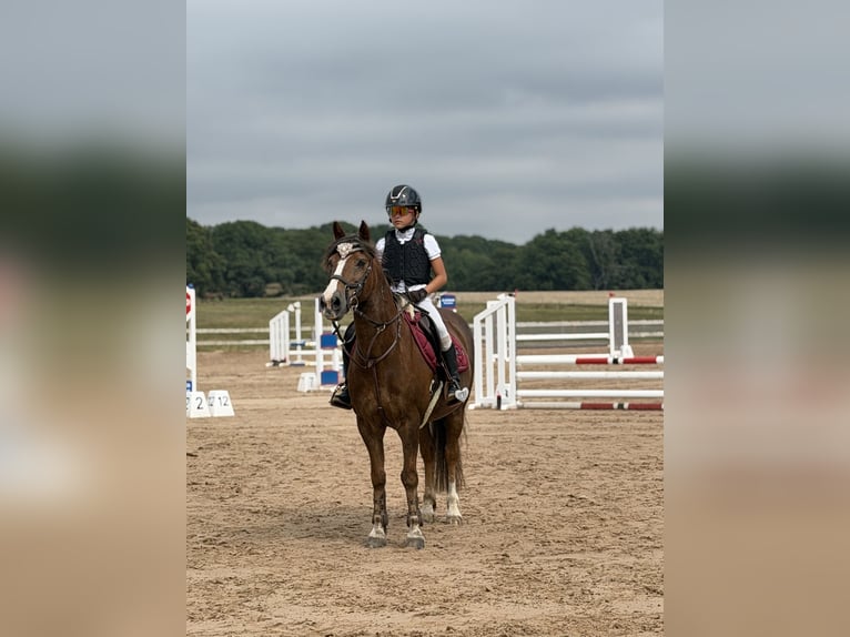 New Forest Pony Ruin 17 Jaar 130 cm Bruin in skane