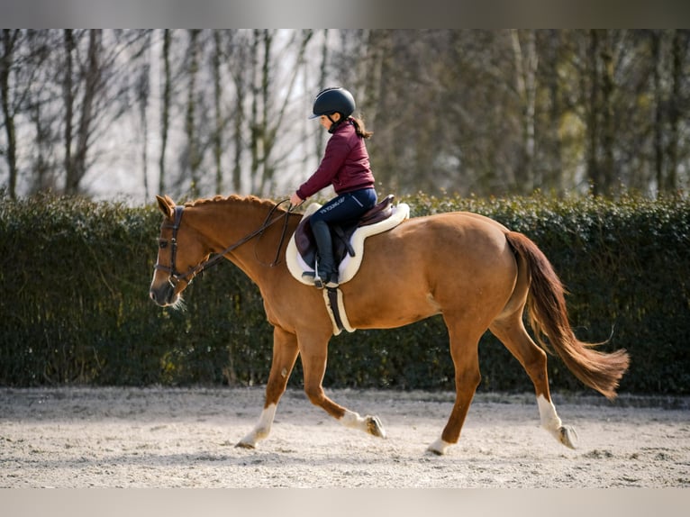 New Forest Pony Ruin 17 Jaar 147 cm Vos in Kicin
