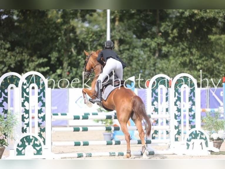 New Forest Pony Ruin 18 Jaar 148 cm Vos in Otterlo