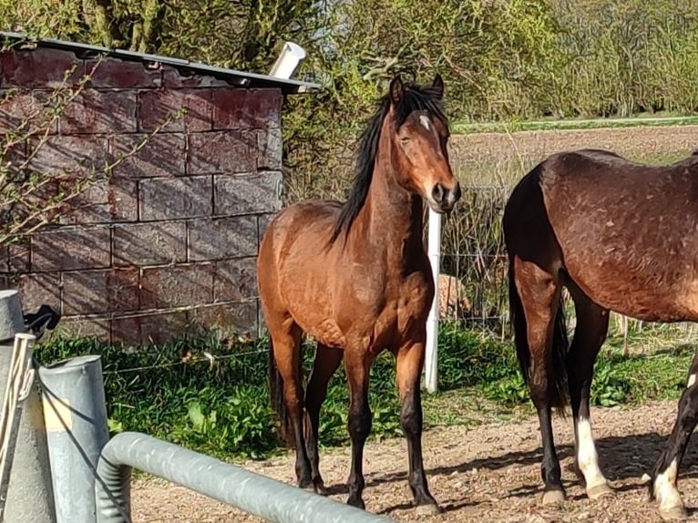 New Forest Pony Ruin 2 Jaar Bruin in Nehmten