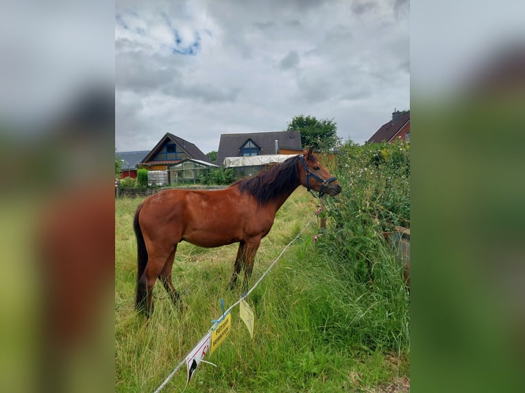 New Forest Pony Ruin 3 Jaar 135 cm Donkerbruin in Ahrenviöl