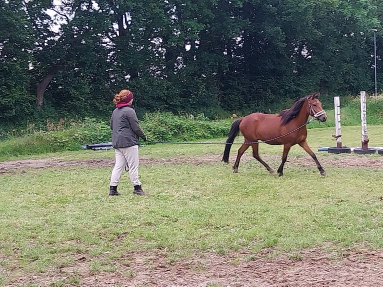 New Forest Pony Ruin 3 Jaar 135 cm Donkerbruin in Ahrenviöl