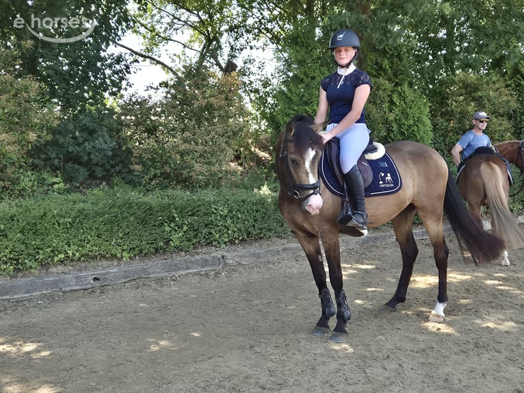 New Forest Pony Ruin 3 Jaar 144 cm Buckskin in Heerlen
