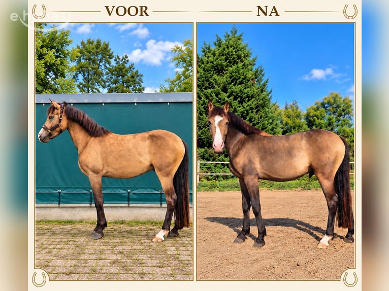 New Forest Pony Ruin 3 Jaar 144 cm Buckskin in Heerlen