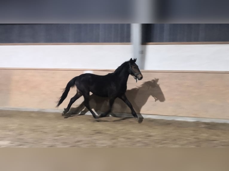 New Forest Pony Ruin 3 Jaar 145 cm Bruin in Rheine